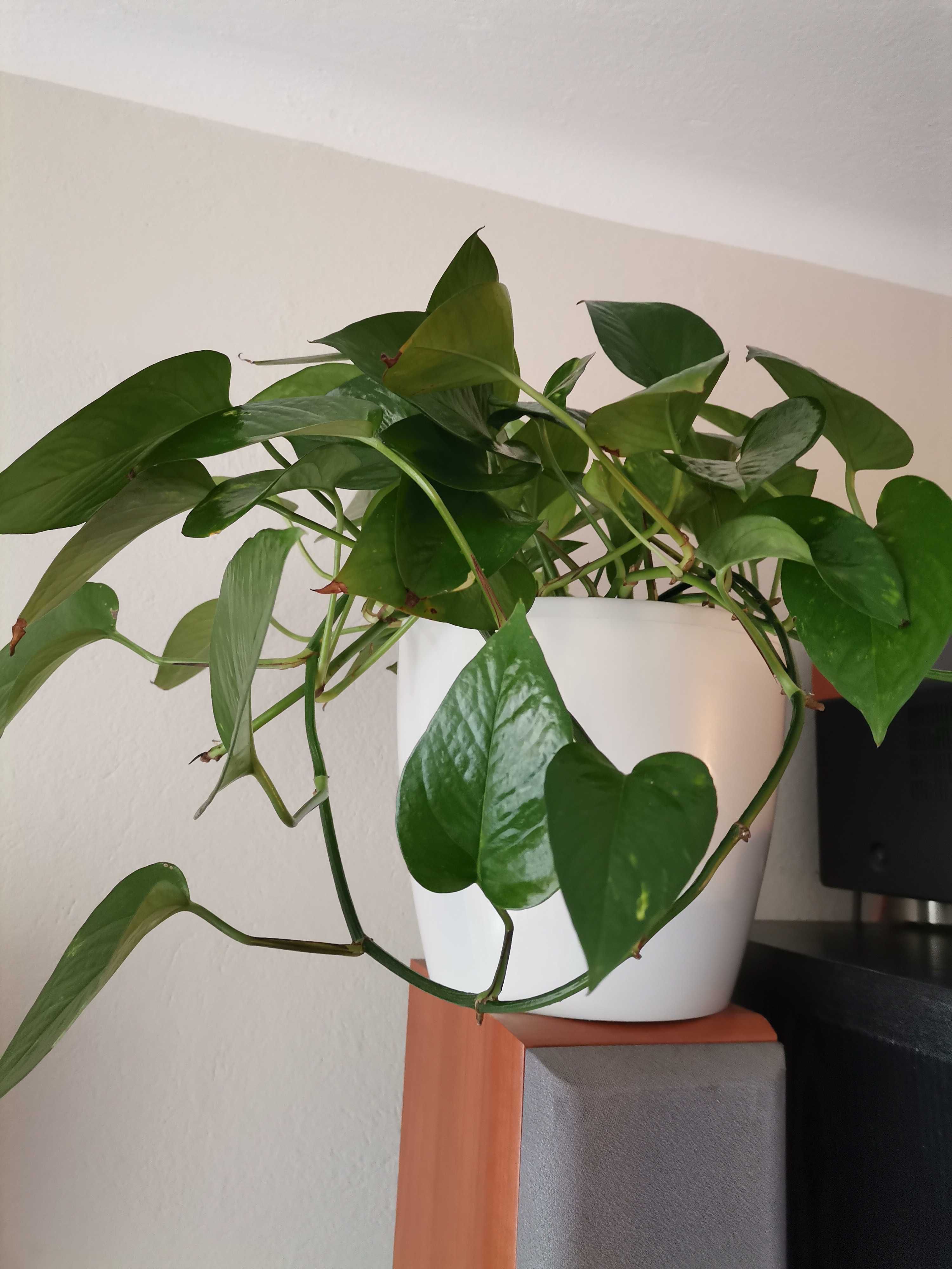 Philodendron, epipremnum, beniaminek, difenbahia