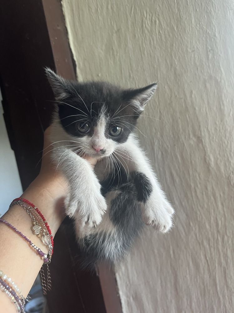 Kot do oddania za darmo