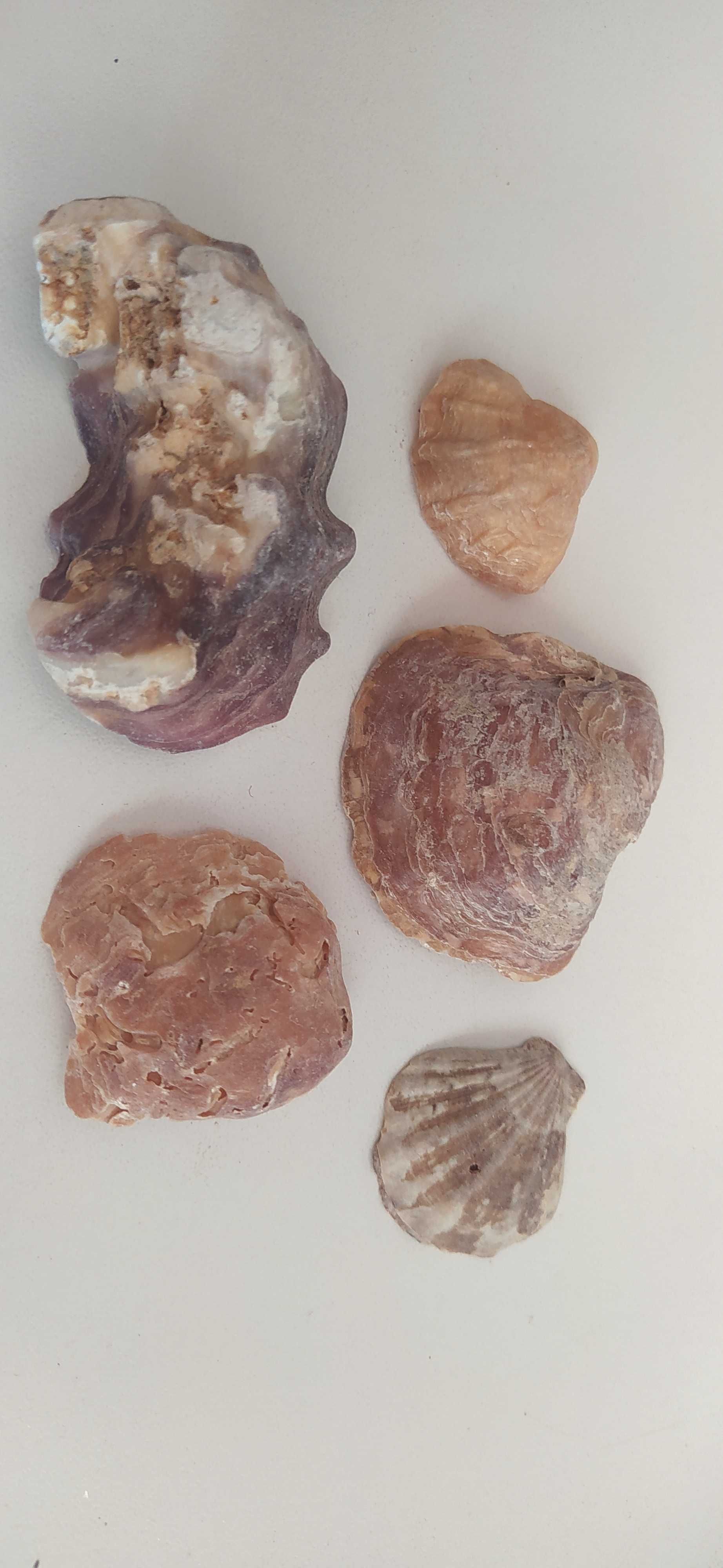Conchas ( inteiras e partidas, algumas raras)