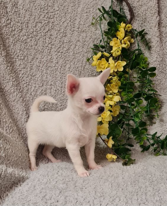 Excecional mini menina Chihuahua/chihuahua de Qualidade