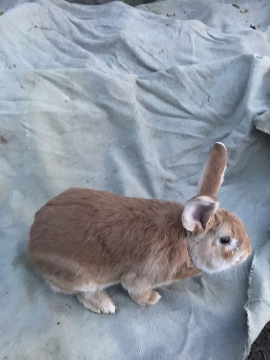 Продам кролі  породи бургундія