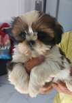 Sinia Shih Tzu dziewczynka, suka
