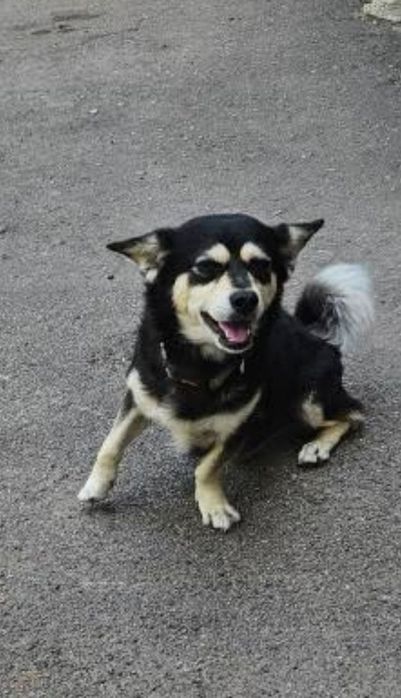 Бим в хорошие руки