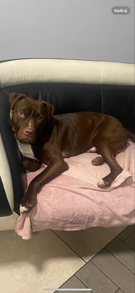Cudowny Pit bull  red nose Magnus