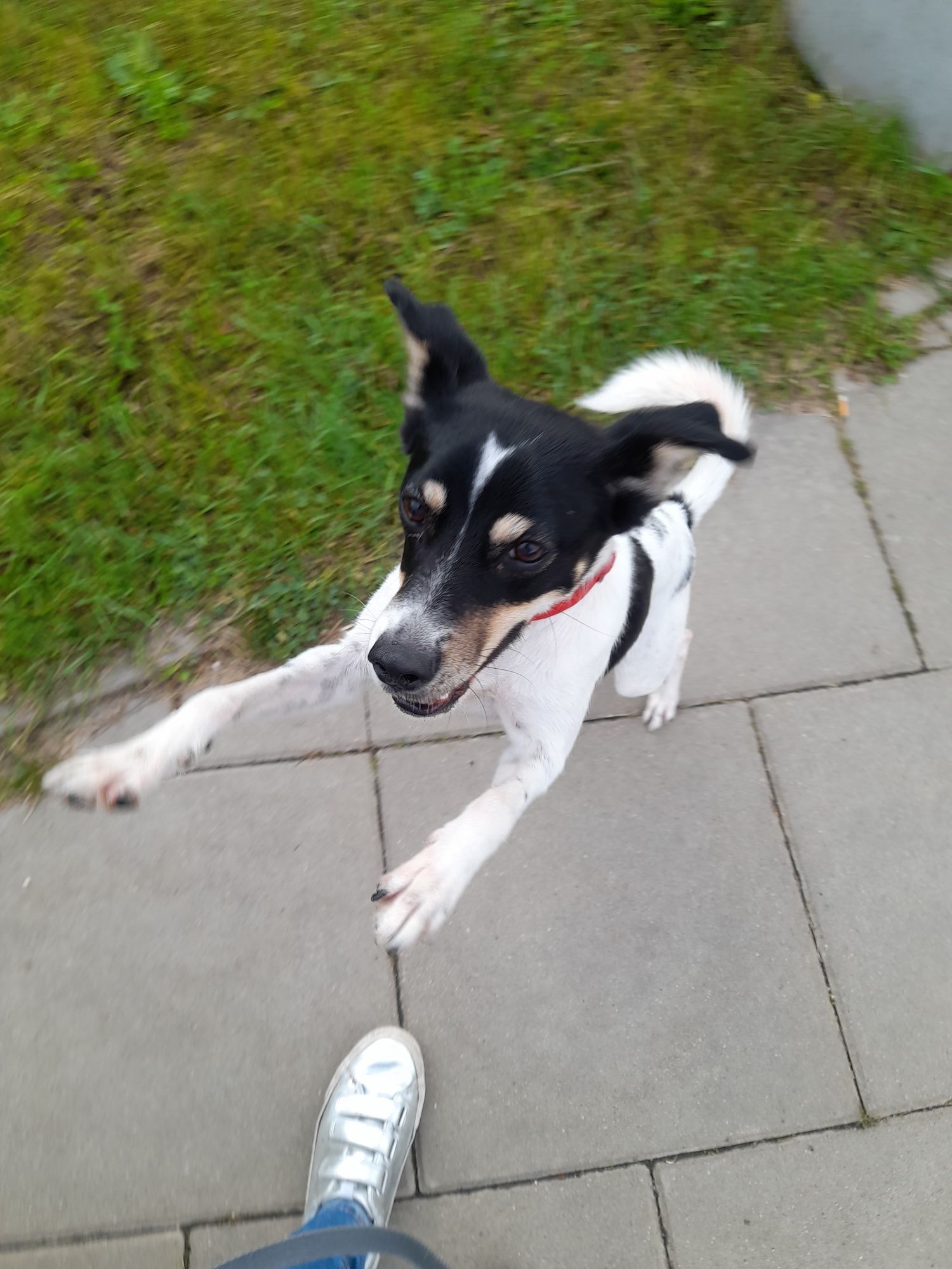Kola – 4-letnia suczka do adopcji