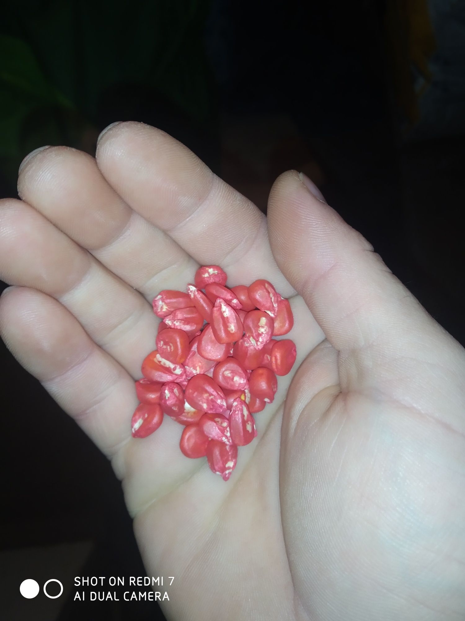 Насіння кукурудзи