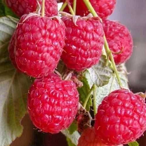 Sprzedam sadzonki malin