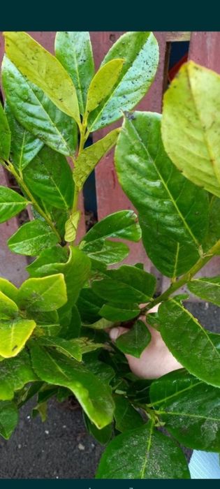 Laurowiśnia do 140cm. WYPRZEDAŻ!!!