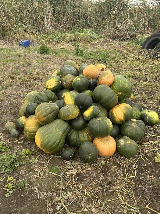 Продам гарбуз!!!