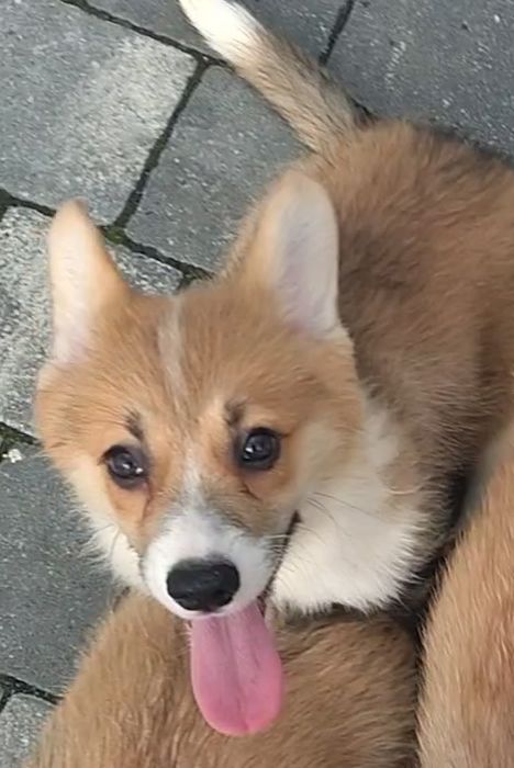 Welsh corgi pembroke FCI