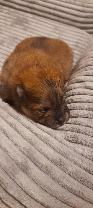 Szpic miniaturowy pomeranian