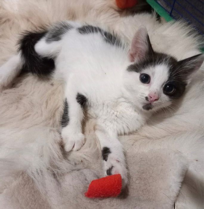 Котик, кошеня, котеня в добрі руки