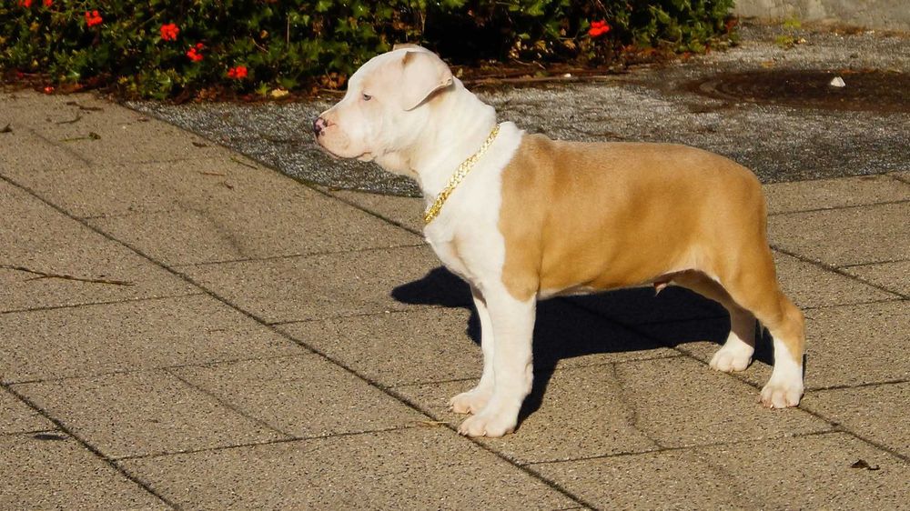 Lexus, mocny, białogłowy samiec Amstaff z rodowodem, szczeniak