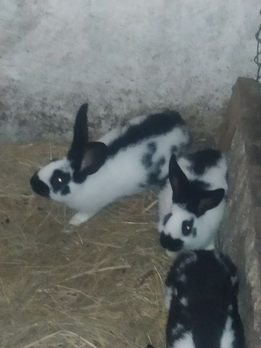 Srokacz niemiecki samice