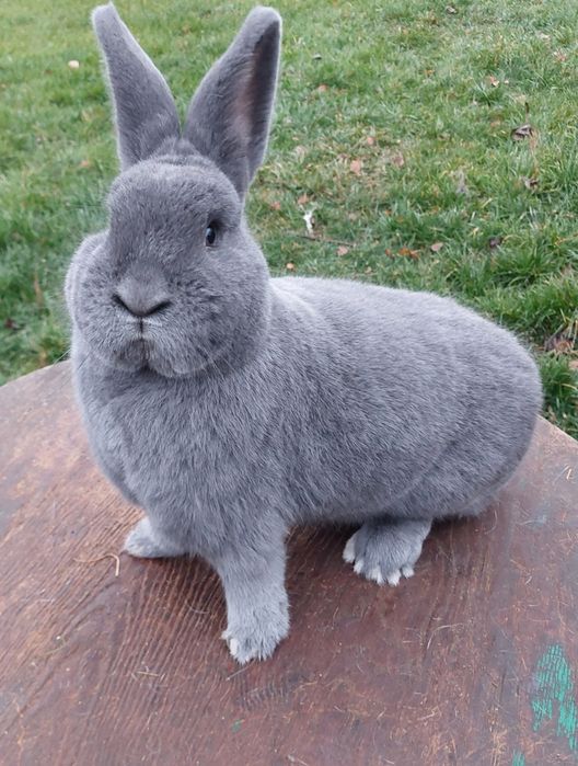 Wiedeński Niebieski Samiec z Rodowodem