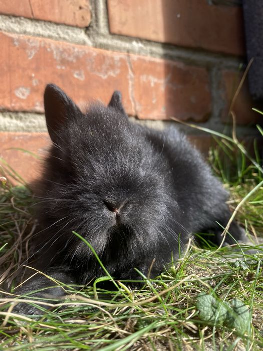 Sprzedam kroliki miniaturki