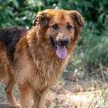 Nero w typie Owczarka do adopcji