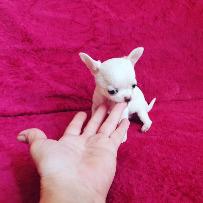 Приглашаем на вязку мини чихуахуа