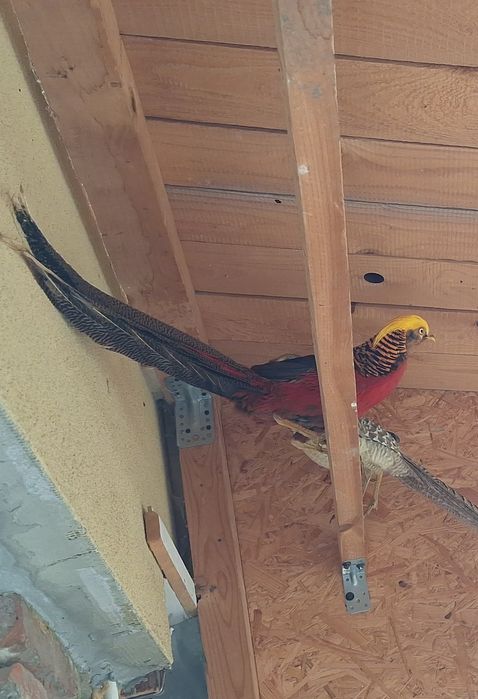 Sprzedam samice bażanta tegoroczną