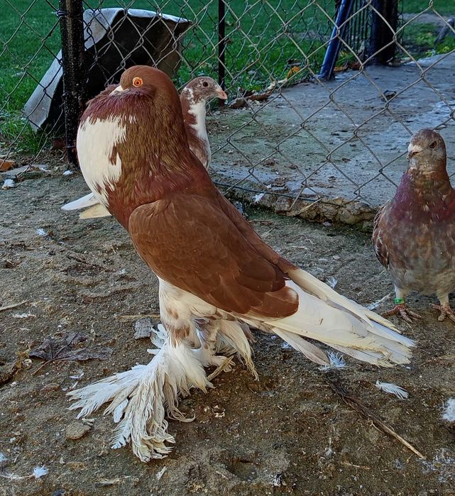 Gołębie garłacze pomorskie