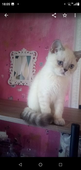 Котёнок,котик,серебристая шиншилла,Шотландский кот.