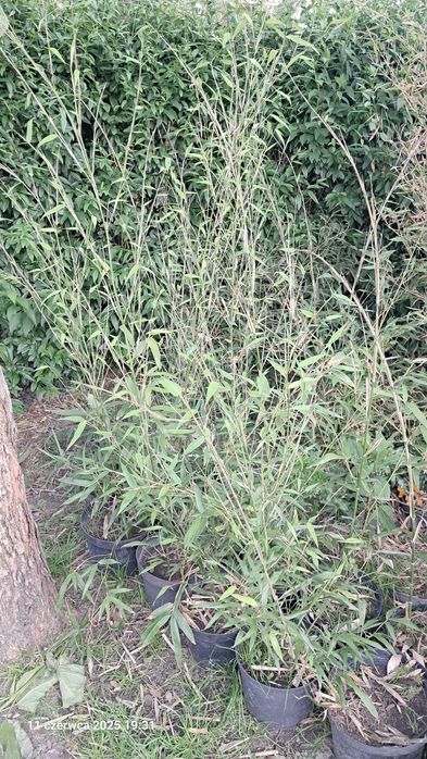 BAMBUS zimozielony 150cm sadzonka w doniczce mrozoodporny szybkorosnąc