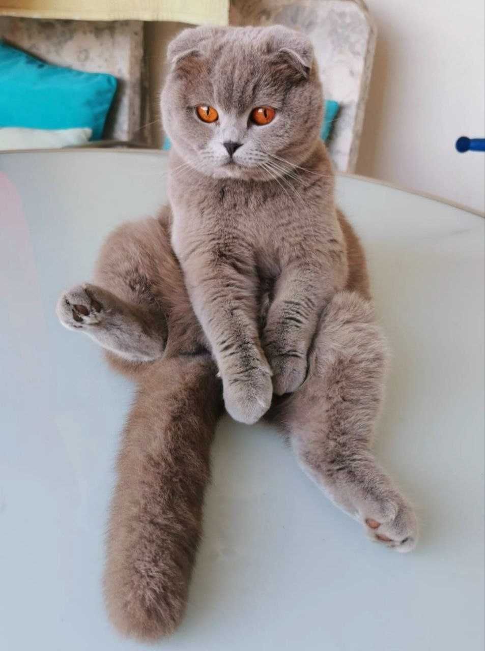Scottish Fold Fêmea.