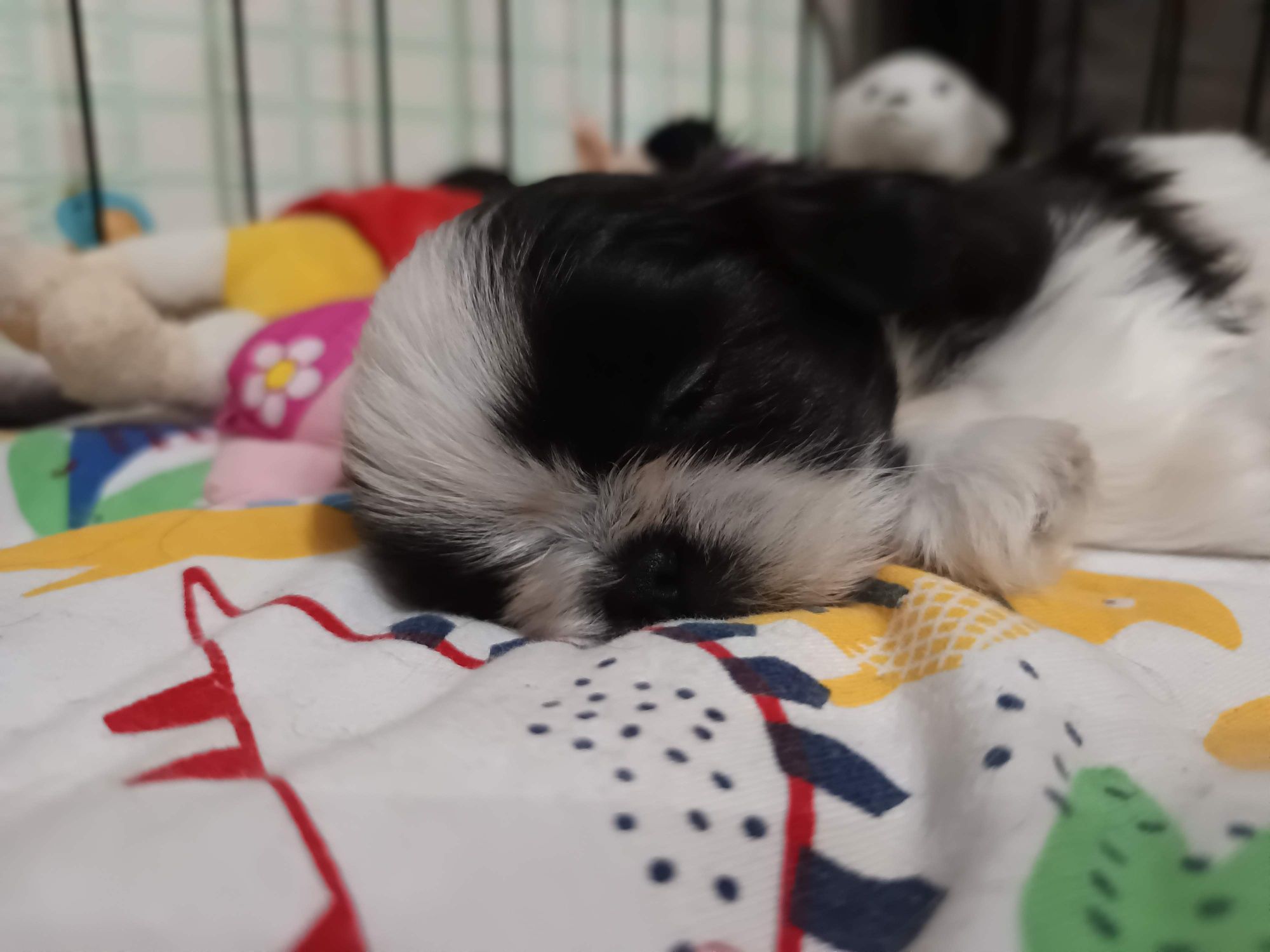 Shih tzu szczenię