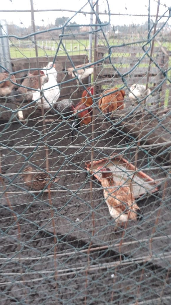 Aves capoeira varias cruzamentos