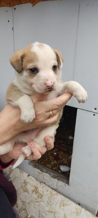 В добрые руки самых милых щенков.