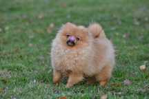 Pomeranian szpic miniaturowy FCI cudny puchatek rudy piesek