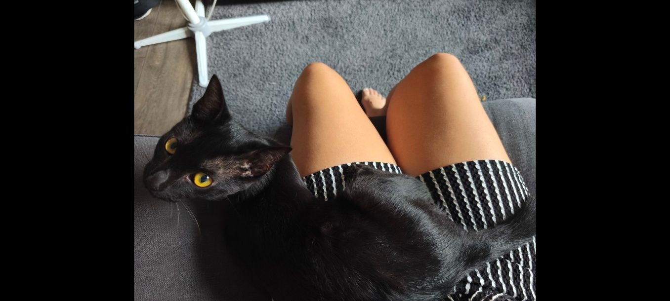 Gatinho para adoção
