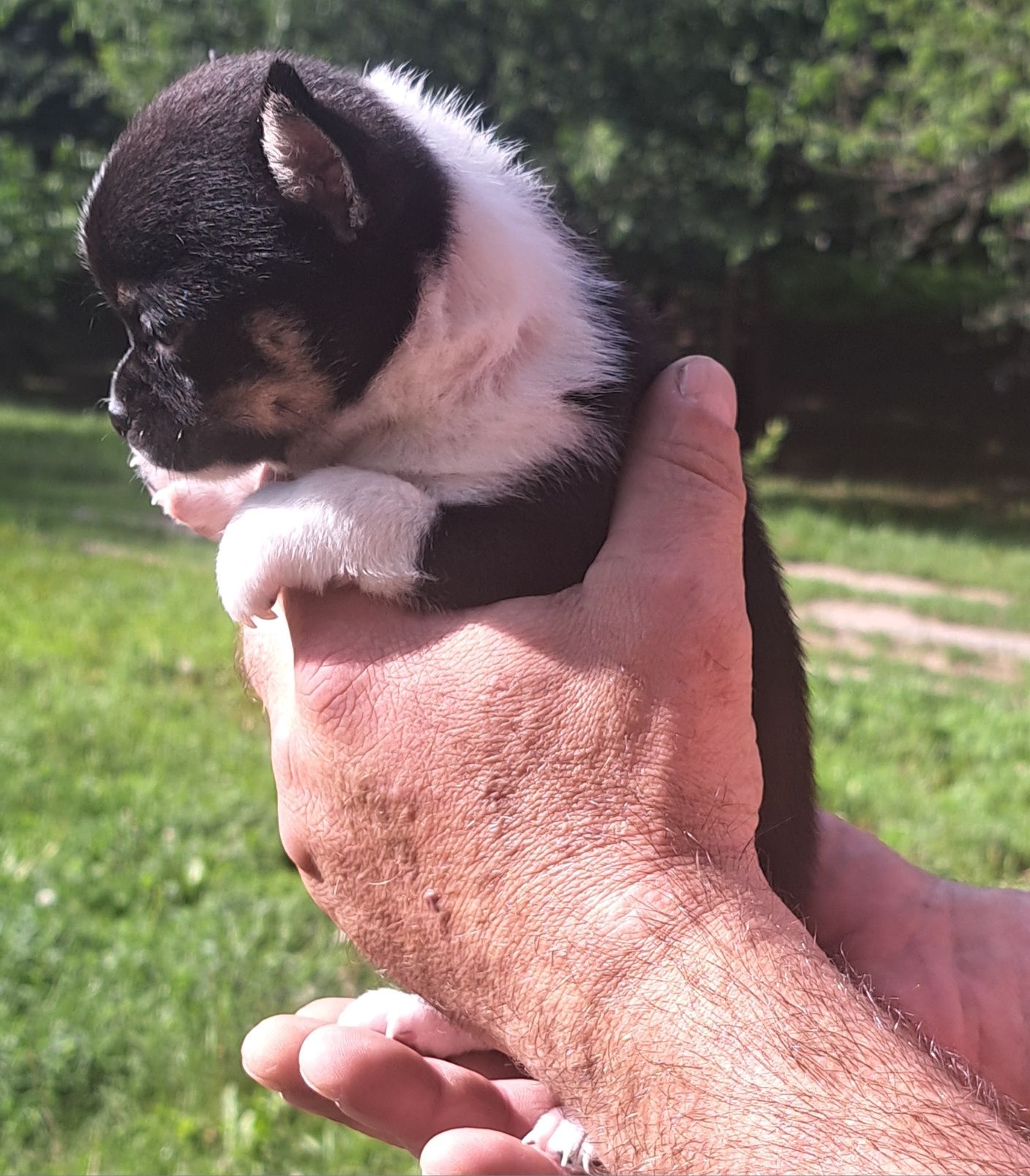 Sprzedam samca chihuahua!