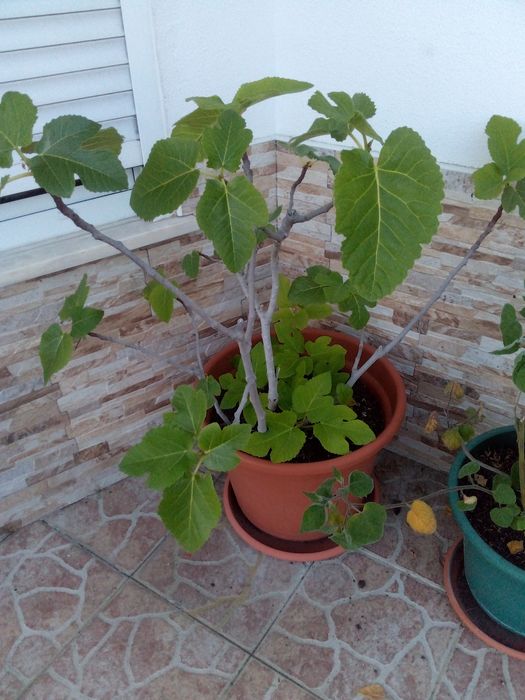 Figueira de Pingo de Mel