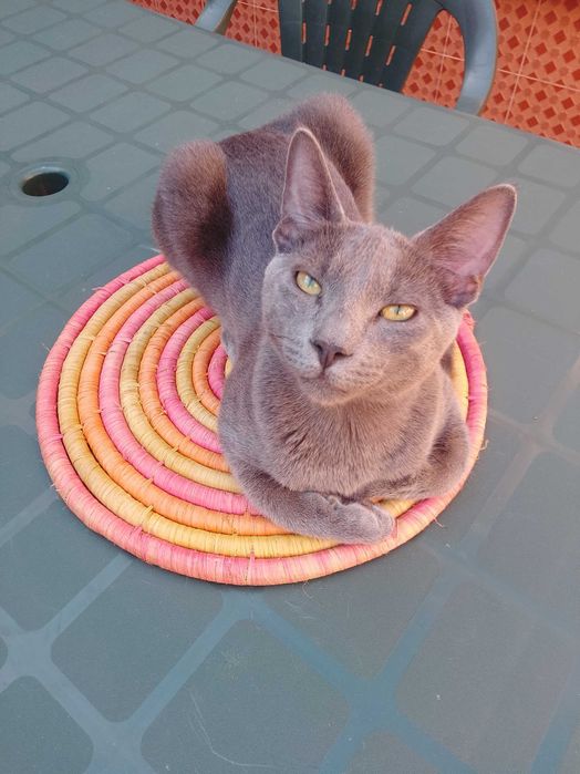 Gatos para doacao