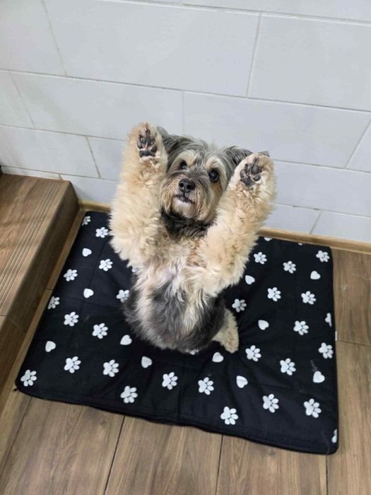 Legowisko dla dużego psa XXL 100x70 – wodoodporne, miękkie, wygodne