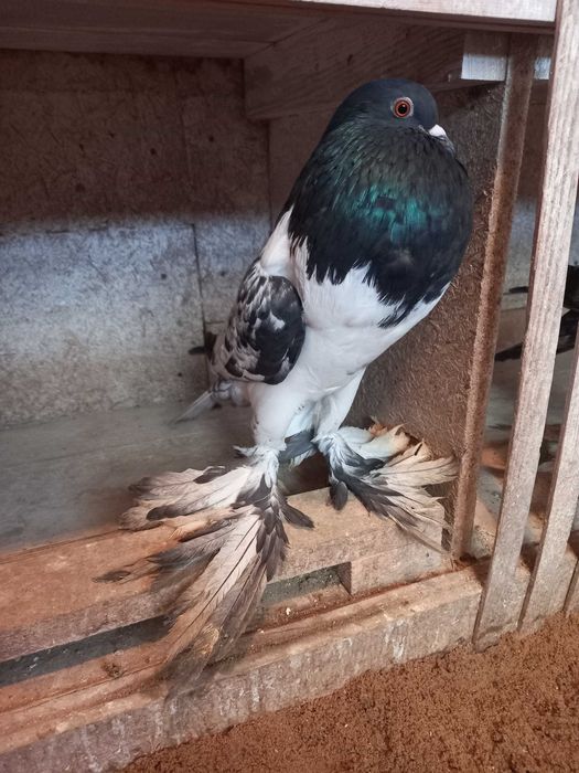 Garłacz, garłacze hanackie