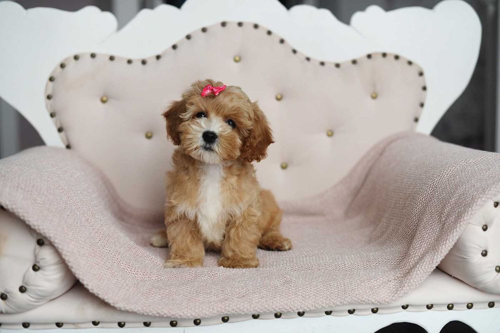 Maltipoo-sliczna suczka