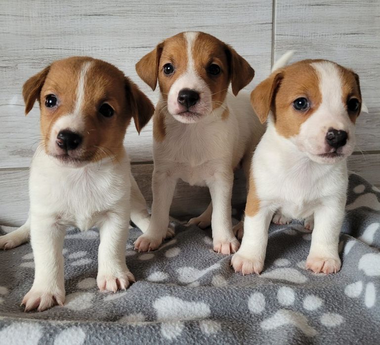 Jack Russell Terrier