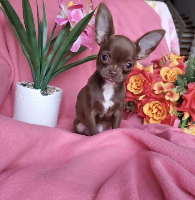 Piesek Czekoladowy Chihuahua!