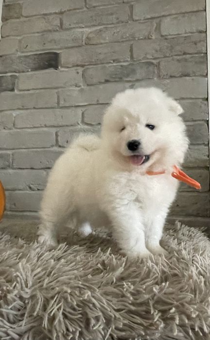 Piesek samoyed, Zwiazek Kynologiczny w Polsce