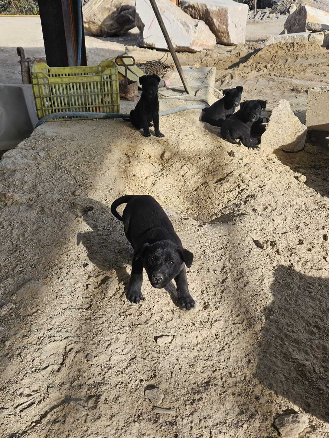 Cães para adocão - cão e cadela