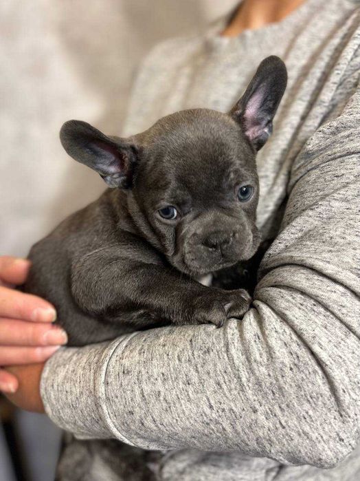 Чудові Чистокровні Голубі Французи