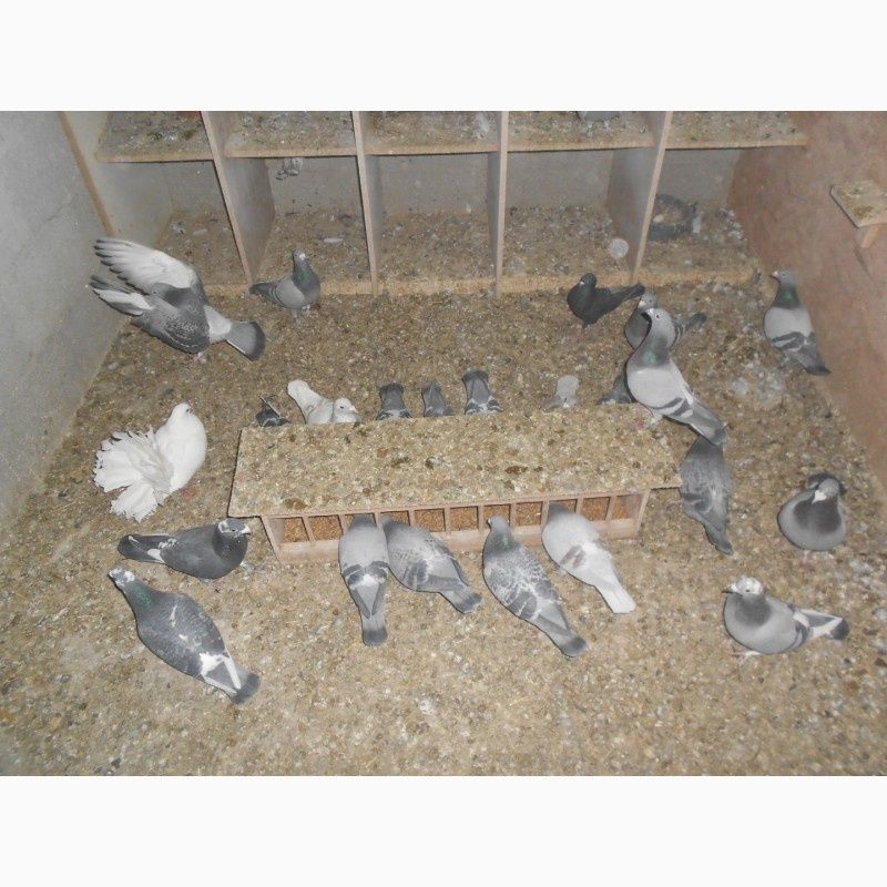 Продаж голубів (птахи)