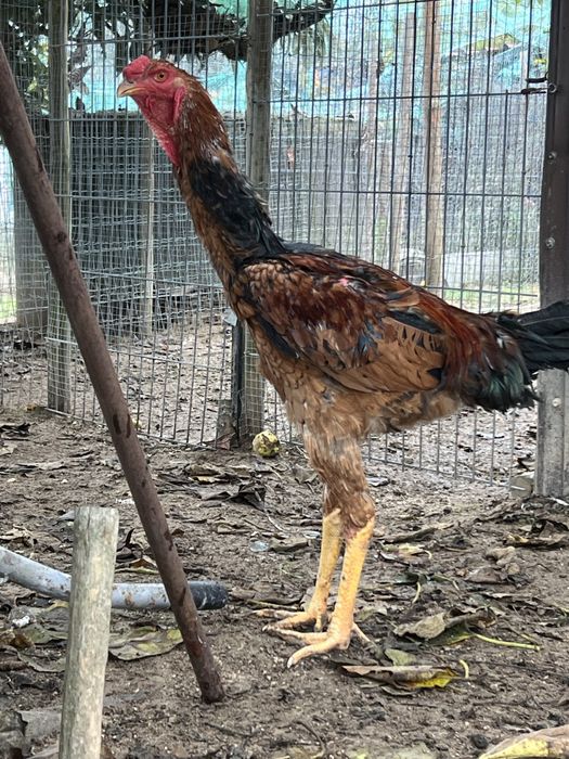 Indio Gigante Brasileiro