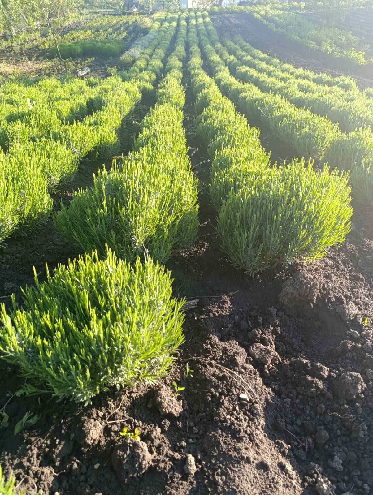Продам Лаванду.. Відправляємо від 10шт