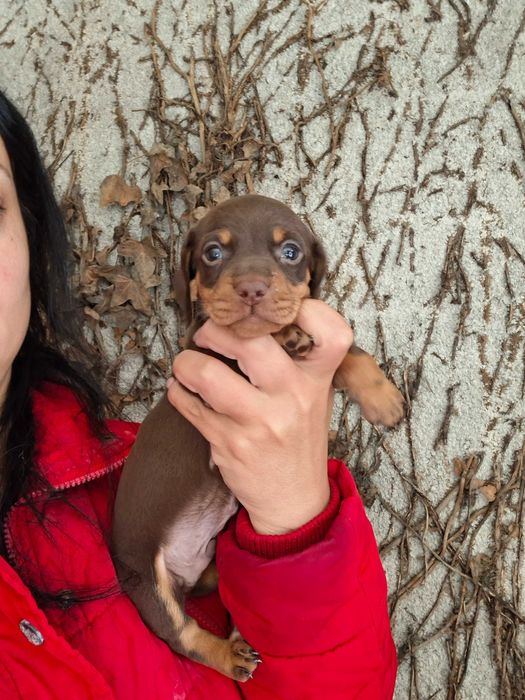 Teckel femea choco tan