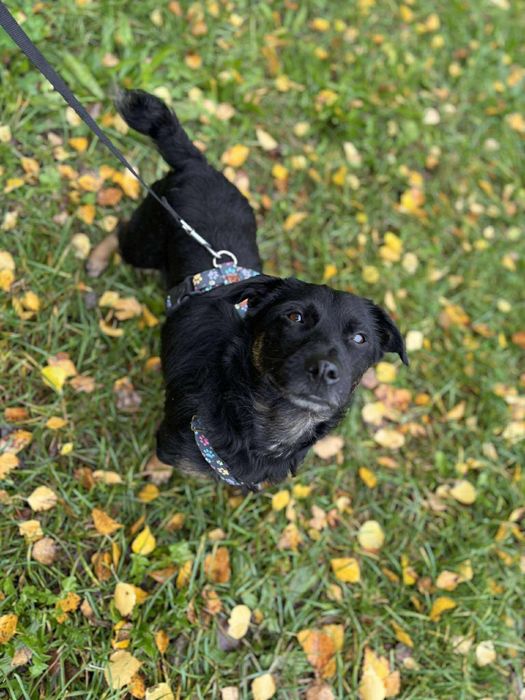 Piesek samiec do adopcji