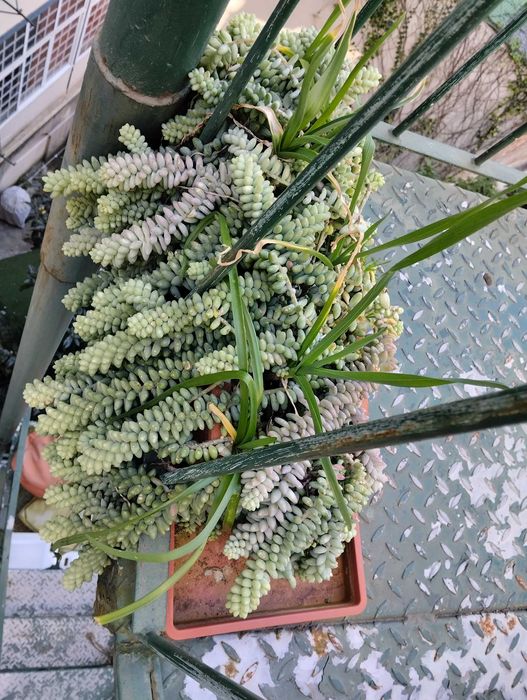 Suculenta, Rabo de burro.