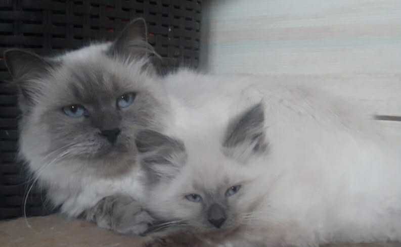 Neva Masquarade kotka